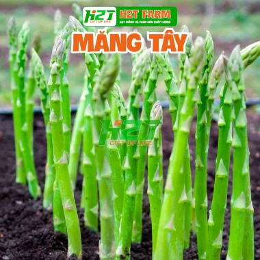 Hạt giống măng tây xanh dễ trồng - Giá ưu đãi 14.000đ, chất lượng cao từ thegioihatgiong