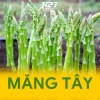 Hạt giống măng tây xanh dễ trồng - Giá ưu đãi 14.000đ, chất lượng cao từ thegioihatgiong 5