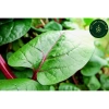 Hạt giống mồng tơi đỏ 5gr (tím) - Giá chỉ 14.000đ, giảm giá siêu hot tại Thegioihatgiong 3