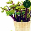 Hạt giống mồng tơi đỏ 5gr (tím) - Giá chỉ 14.000đ, giảm giá siêu hot tại Thegioihatgiong 4