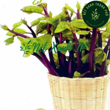 Hạt giống mồng tơi đỏ 5gr (tím) - Giá chỉ 14.000đ, giảm giá siêu hot tại Thegioihatgiong 4