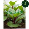 Hạt giống mồng tơi đỏ 5gr (tím) - Giá chỉ 14.000đ, giảm giá siêu hot tại Thegioihatgiong 5