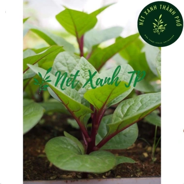 Hạt giống mồng tơi đỏ 5gr (tím) - Giá chỉ 14.000đ, giảm giá siêu hot tại Thegioihatgiong 5