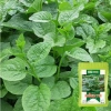 Hạt Giống Mồng Tơi Nhập Khẩu - Nhanh Tan, Năng Suất Cao, Giá 12.000đ