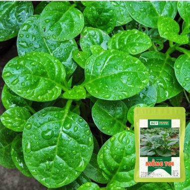 Hạt Giống Mồng Tơi Nhập Khẩu - Nhanh Tan, Năng Suất Cao, Giá 12.000đ