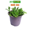 Hạt giống Mùi Tàu Ngò Gai nhập khẩu - Chất lượng, nở nhanh, giá 15.000 VND