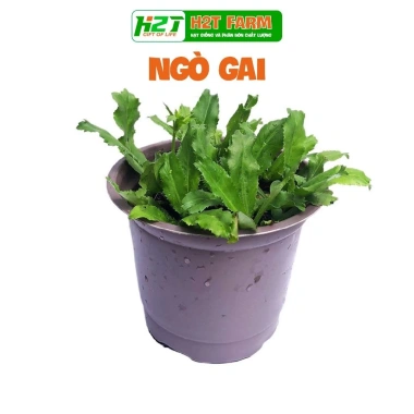 Hạt giống Mùi Tàu Ngò Gai nhập khẩu - Chất lượng, nở nhanh, giá 15.000 VND