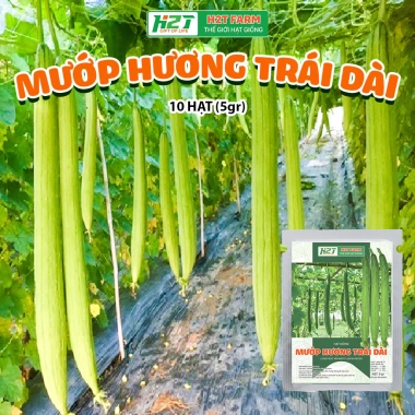 Hạt giống mướp hương siêu quả - Giá 15.000đ, năng suất cao, trồng nhanh