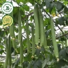 Hạt giống mướp hương siêu quả - Giá 15.000đ, năng suất cao, trồng nhanh 3