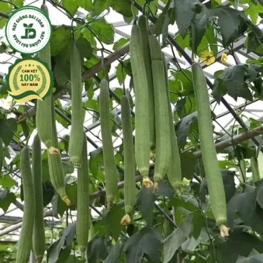 Hạt giống mướp hương siêu quả - Giá 15.000đ, năng suất cao, trồng nhanh 3 Hạt giống mướp hương siêu quả - Giá 15.000đ, năng suất cao, trồng nhanh 3