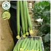 Hạt giống mướp hương siêu quả - Giá 15.000đ, năng suất cao, trồng nhanh 5