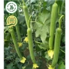 Hạt giống mướp hương siêu quả - Giá 15.000đ, năng suất cao, trồng nhanh 8