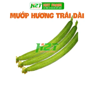 Hạt giống Mướp hương Thái trái siêu dài thơm ngọt - Giá chỉ 14.000 VND giảm từ 18.060 VND