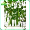 Hạt giống Mướp hương Thái trái siêu dài thơm ngọt - Giá chỉ 14.000 VND giảm từ 18.060 VND 4