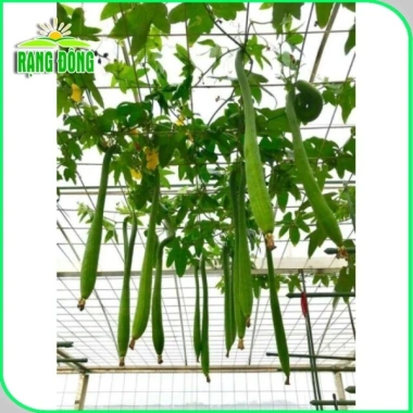 Hạt giống Mướp hương Thái trái siêu dài thơm ngọt - Giá chỉ 14.000 VND giảm từ 18.060 VND