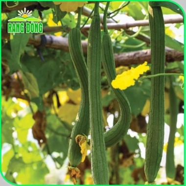 Hạt giống Mướp hương Thái trái siêu dài thơm ngọt - Giá chỉ 14.000 VND giảm từ 18.060 VND