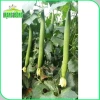 Hạt giống Mướp hương Thái trái siêu dài thơm ngọt - Giá chỉ 14.000 VND giảm từ 18.060 VND 7