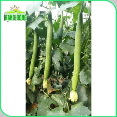 Hạt giống Mướp hương Thái trái siêu dài thơm ngọt - Giá chỉ 14.000 VND giảm từ 18.060 VND