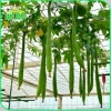 Hạt giống Mướp hương Thái trái siêu dài thơm ngọt - Giá chỉ 14.000 VND giảm từ 18.060 VND 8