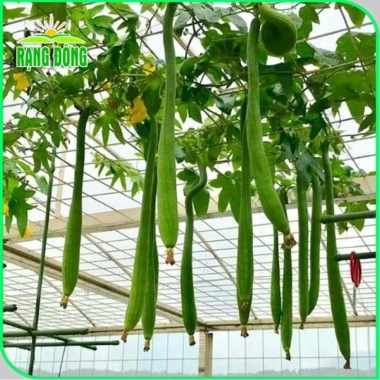 Hạt giống Mướp hương Thái trái siêu dài thơm ngọt - Giá chỉ 14.000 VND giảm từ 18.060 VND
