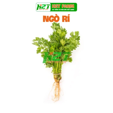 Hạt Giống Ngò Rí Rau Mùi - Giá 14.000₫, giảm tới 17% - Sinh trưởng nhanh, bứt phá