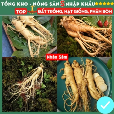 Hạt giống nhân sâm F1 chuẩn siêu năng suất – Dễ trồng, dễ chăm sóc, kháng sâu bệnh, chỉ 7.200₫