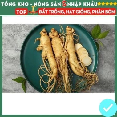 Hạt giống nhân sâm F1 chuẩn siêu năng suất – Dễ trồng, dễ chăm sóc, kháng sâu bệnh, chỉ 7.200₫