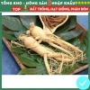 Hạt giống nhân sâm F1 chuẩn siêu năng suất – Dễ trồng, dễ chăm sóc, kháng sâu bệnh, chỉ 7.200₫ 3