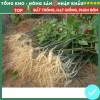 Hạt giống nhân sâm F1 chuẩn siêu năng suất – Dễ trồng, dễ chăm sóc, kháng sâu bệnh, chỉ 7.200₫ 7