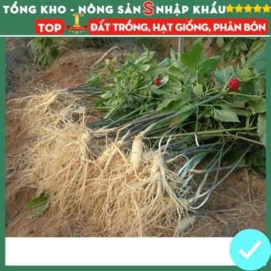 Hạt giống nhân sâm F1 chuẩn siêu năng suất – Dễ trồng, dễ chăm sóc, kháng sâu bệnh, chỉ 7.200₫