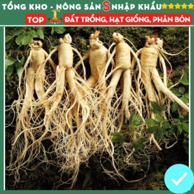 Hạt giống nhân sâm F1 chuẩn siêu năng suất – Dễ trồng, dễ chăm sóc, kháng sâu bệnh, chỉ 7.200₫