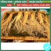 Hạt giống nhân sâm F1 chuẩn siêu năng suất – Dễ trồng, dễ chăm sóc, kháng sâu bệnh, chỉ 7.200₫ 9