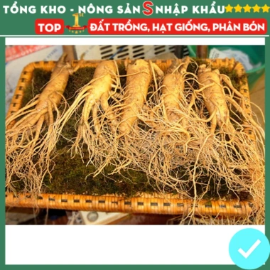 Hạt giống nhân sâm F1 chuẩn siêu năng suất – Dễ trồng, dễ chăm sóc, kháng sâu bệnh, chỉ 7.200₫