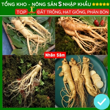 Hạt giống nhân sâm F1 năng suất cao, dễ trồng, kháng sâu bệnh - Giá 7.280 VND