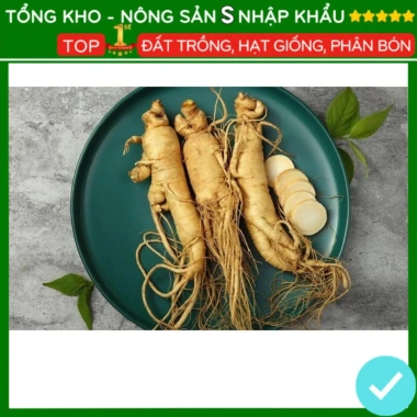 Hạt giống nhân sâm F1 năng suất cao, dễ trồng, kháng sâu bệnh - Giá 7.280 VND