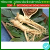 Hạt giống nhân sâm F1 năng suất cao, dễ trồng, kháng sâu bệnh - Giá 7.280 VND 3