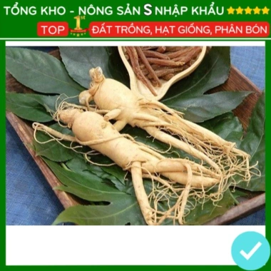 Hạt giống nhân sâm F1 năng suất cao, dễ trồng, kháng sâu bệnh - Giá 7.280 VND 3 Hạt giống nhân sâm F1 năng suất cao, dễ trồng, kháng sâu bệnh - Giá 7.280 VND 3