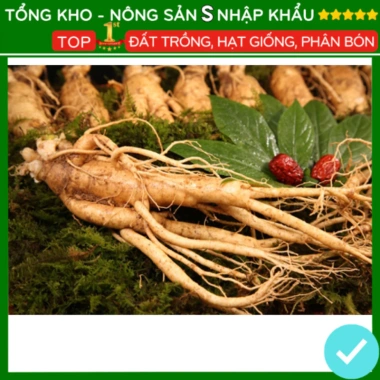 Hạt giống nhân sâm F1 năng suất cao, dễ trồng, kháng sâu bệnh - Giá 7.280 VND 4 Hạt giống nhân sâm F1 năng suất cao, dễ trồng, kháng sâu bệnh - Giá 7.280 VND 4