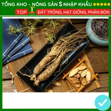 Hạt giống nhân sâm F1 năng suất cao, dễ trồng, kháng sâu bệnh - Giá 7.280 VND 6 Hạt giống nhân sâm F1 năng suất cao, dễ trồng, kháng sâu bệnh - Giá 7.280 VND 6