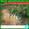 Hạt giống nhân sâm F1 năng suất cao, dễ trồng, kháng sâu bệnh - Giá 7.280 VND 7