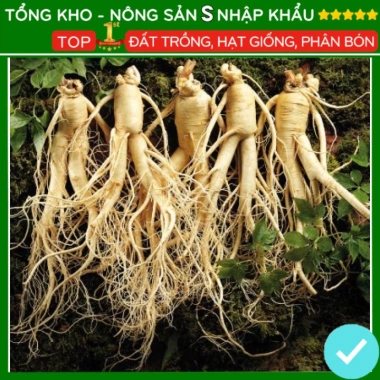 Hạt giống nhân sâm F1 năng suất cao, dễ trồng, kháng sâu bệnh - Giá 7.280 VND 8 Hạt giống nhân sâm F1 năng suất cao, dễ trồng, kháng sâu bệnh - Giá 7.280 VND 8