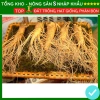 Hạt giống nhân sâm F1 năng suất cao, dễ trồng, kháng sâu bệnh - Giá 7.280 VND 9
