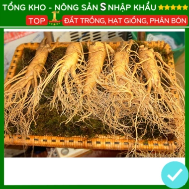 Hạt giống nhân sâm F1 năng suất cao, dễ trồng, kháng sâu bệnh - Giá 7.280 VND 9 Hạt giống nhân sâm F1 năng suất cao, dễ trồng, kháng sâu bệnh - Giá 7.280 VND 9