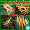 Hạt giống nhân sâm F1 năng suất cao, dễ trồng, kháng sâu bệnh - Giá 7.280 VND 10