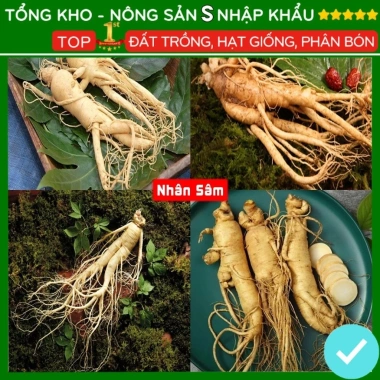 Hạt giống nhân sâm F1 năng suất cao, dễ trồng, kháng sâu bệnh - Giá 7.280 VND