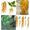 Hạt giống nhân sâm Hàn Quốc 60 hạt - Mùi thơm, giàu dinh dưỡng, 32.000₫
