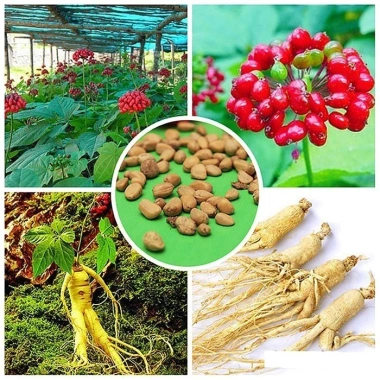 Hạt giống nhân sâm Hàn Quốc 60 hạt - Mùi thơm, giàu dinh dưỡng, 32.000₫ 3