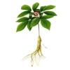 Hạt giống nhân sâm Hàn Quốc 60 hạt - Mùi thơm, giàu dinh dưỡng, 32.000₫ 10