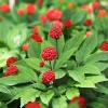 Hạt giống nhân sâm Hàn Quốc chuẩn - Giá chỉ 100.000đ, khuyến mãi 20% 3