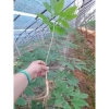 Hạt giống nhân sâm Hàn Quốc chuẩn - Giá chỉ 100.000đ, khuyến mãi 20% 5